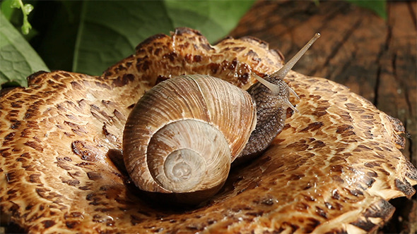 Snail On A Mushroom