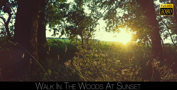 Walk In The Woods At Sunset