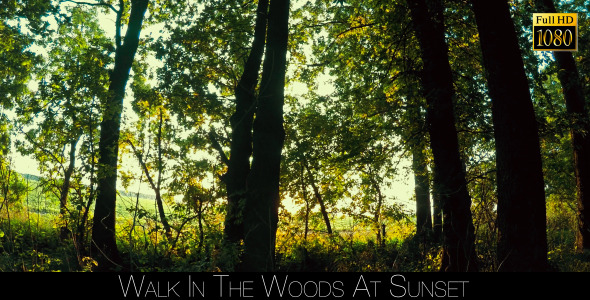 Walk In The Woods At Sunset 3