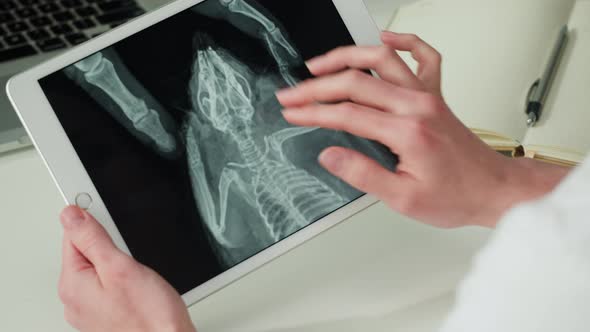 Doctor Veterinarian Examining Hedgehog Skeleton Roentgen Closeup