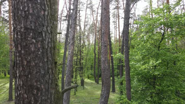 Wild Forest Landscape on a Summer Day