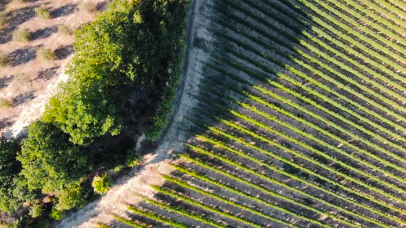 Aerial view of vineyards and agricultural fields in Marche region, Italy