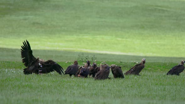 Wild Vulture Herd Eating a Dead Animal Carcass