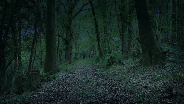 Creepy Path Through Woods At Dusk