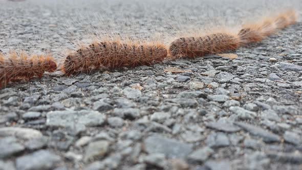 Hairy Caterpillars following each other in a single line filmed at 60 fps