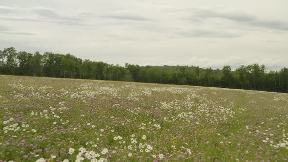 Aerial shot gliding through wildflowers in bloom