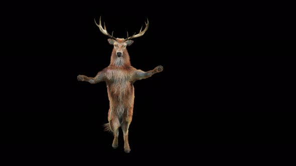 57 Deer Dancing 4K