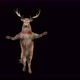 57 Deer Dancing 4K - VideoHive Item for Sale