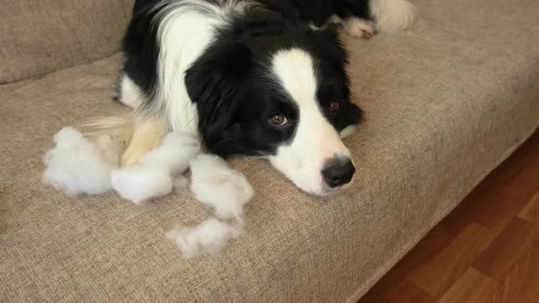 Naughty Playful Puppy Dog Border Collie After Mischief Biting Pillow Lying on Couch at Home