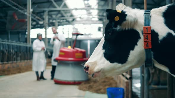 A Cow in the Farm with Two Specialists Talking Nearby