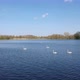 Swan Lake With Beautiful Views Of The Horizon - VideoHive Item for Sale
