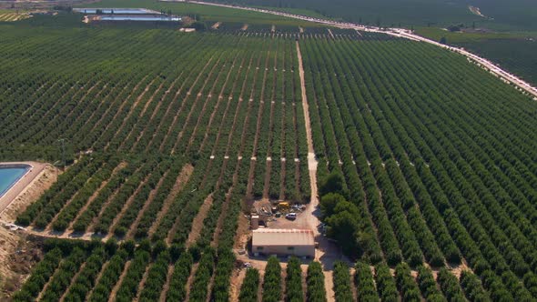 Large Green Citrus Orange Farm Crop Rows Near Algorfa, Spain.