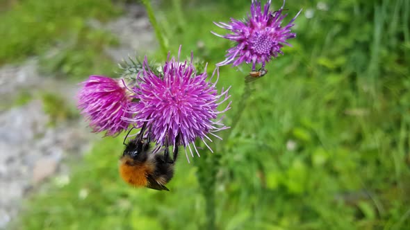 Humblebee on The Carduus Plant 