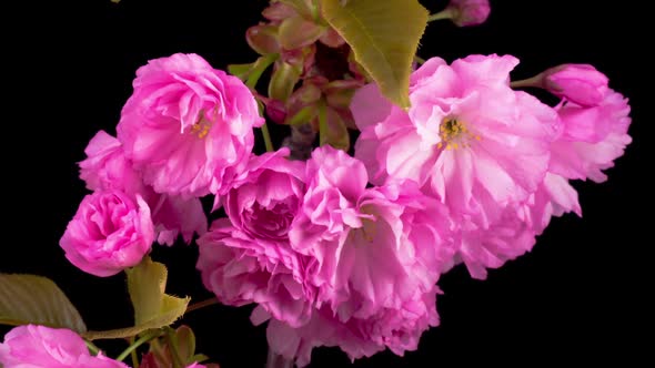 Pink Sakura Tree Flowers