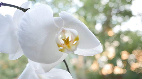 Flowers Of White Orchid In The Window