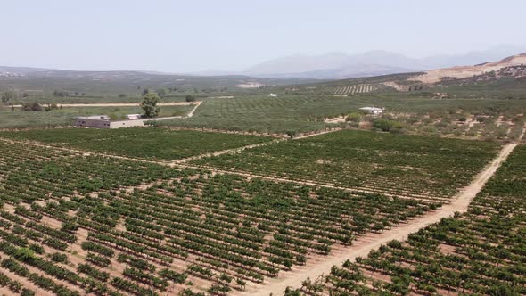 VIneyards and Olive Groves in the South of the Island of Crete