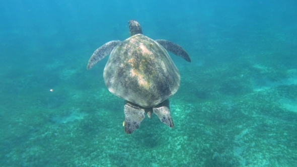 Big Sea Turtle Swimming In Clear Blue Water