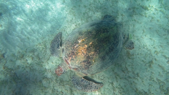 Big Turtle Searching Food On Sea Floor