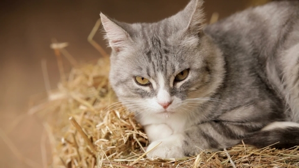 Old Gray Cat Sitting On The Hay And Sleep