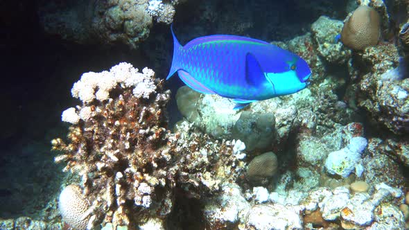 Blue Parrotfish (Scarus coeruleus) swimming underwater over coral reef.