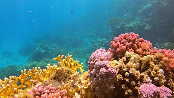 Ocean Coral Reef Underwater in Tropical Fish in Sunlight