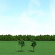 Maple (Acer) Trees 3d Models - 3DOcean Item for Sale