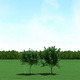 Maple (Acer) Trees 3d Models - 3DOcean Item for Sale