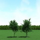 Maple (Acer) Trees 3d Models - 3DOcean Item for Sale