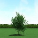 Maple (Acer) Tree 3d Model - 3DOcean Item for Sale