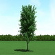 Maple (Acer) Tree 3d Model - 3DOcean Item for Sale