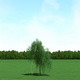 Willow (Salix) Tree 3d Model - 3DOcean Item for Sale