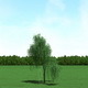 Willow (Salix) Tree 3d Model - 3DOcean Item for Sale