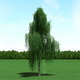 Willow (Salix) Tree 3d Model - 3DOcean Item for Sale