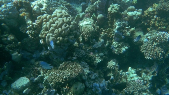 Coral Reef And Its Habitants