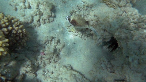 Exploring The Sea Floor