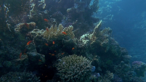 Underwater Scene Of Huge Coral Reef And Fish