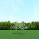 Blooming Cherry Tree 3d Models - 3DOcean Item for Sale