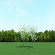 Blooming Cherry Trees 3d Models - 3DOcean Item for Sale