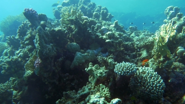 Undersea Life With Coral Reef And Fish