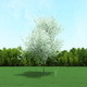 Blooming Cherry Tree 3d Model - 3DOcean Item for Sale