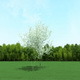 Blooming Cherry Tree 3d Model - 3DOcean Item for Sale