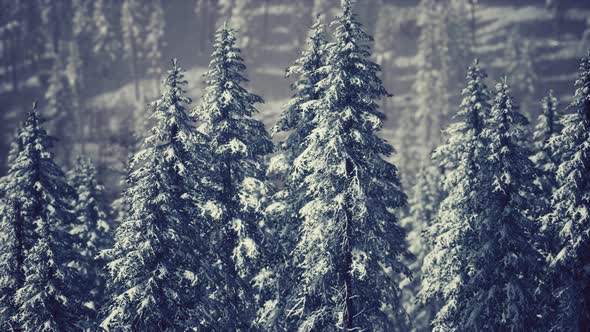 Winter Snow Covered Cone Trees on Mountainside