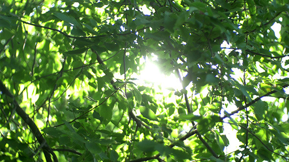 Green Leaves And Sun
