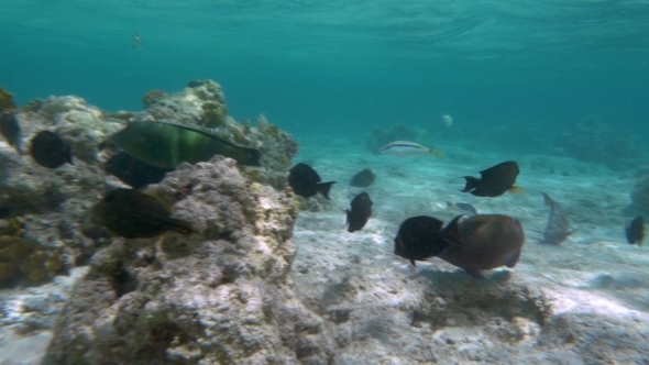 Multiple Habitants Of Coral Reef