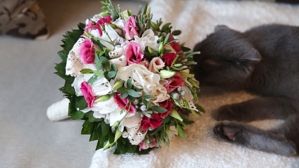 Cat Sniffing Weddibg Bouquet