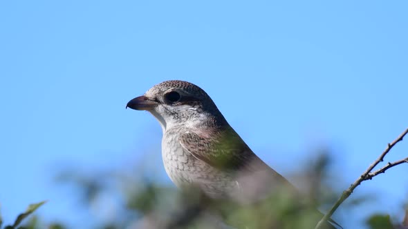 Red-backed shrike, Lanius collurio, single bird on branch