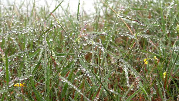 Dew Drops on Grass with Slider