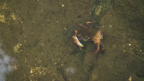 A crab in the jungle of Vietnam. Green crab or Shore crab (Carcinus maenas) and goby fish on the sea