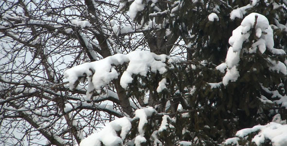 Branches Covered With Snow