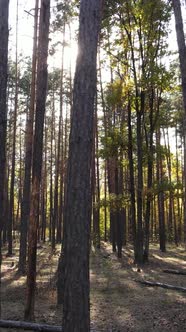 Vertical Video Autumn Forest with Trees By Day Slow Motion